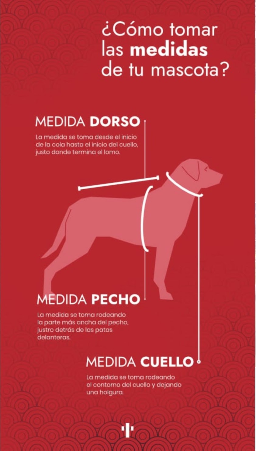 Guía para tomar las medidas de tu mascota: dorso, pecho y cuello